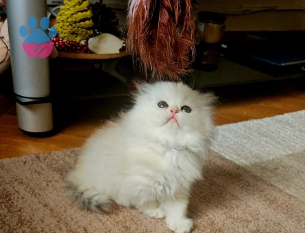 Muhteşem güzellikte ırk ve sağlık garantili yavrular..