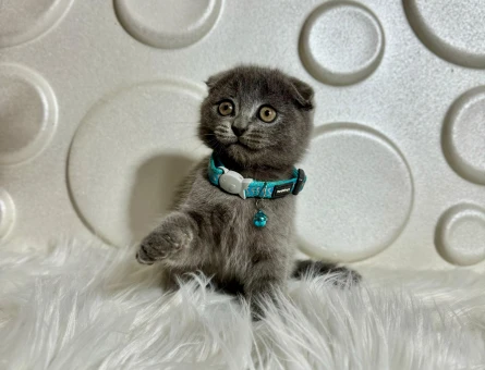 Scottish Fold 2 Aylık Erkek