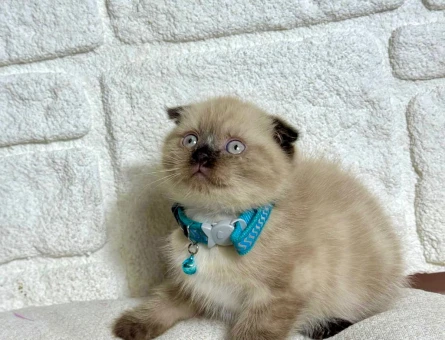 Scottish Fold Erkek Çikola Point 2 Aylık