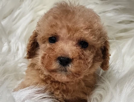 Veteriner teknikerinden teacup apricot poodle