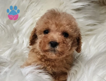 Veteriner teknikerinden teacup apricot poodle