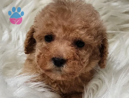 Veteriner teknikerinden teacup apricot poodle