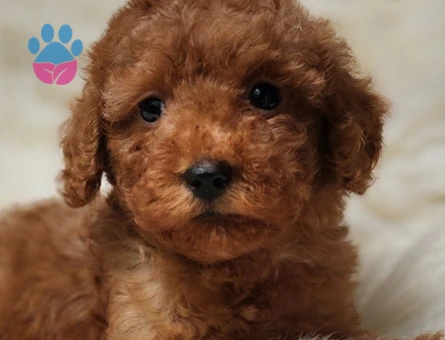 Veteriner teknikerinden toy poodle