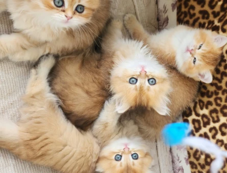 SAFKAN BRİTİSH SHORTHAİR,LONGHAİR GOLDEN BEBEKLER