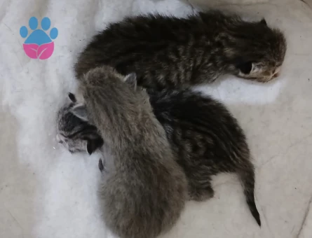 yavru kedi 1 aylıklar