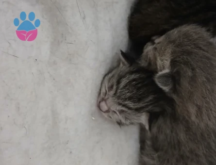 yavru kedi 1 aylıklar