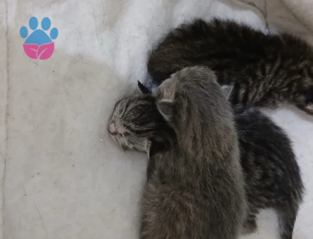 yavru kedi 1 aylıklar