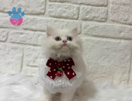 Sütlaç Tadında British Longhair Erkek 2 Aylık