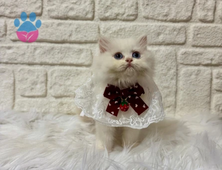 Sütlaç Tadında British Longhair Erkek 2 Aylık
