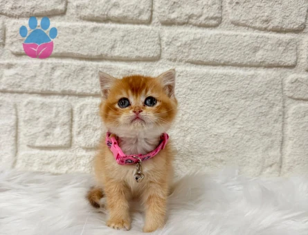 Sarı Papatya Kızımız Yuva Arıyor 2 Aylık