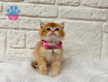 Sarı Papatya Kızımız Yuva Arıyor 2 Aylık