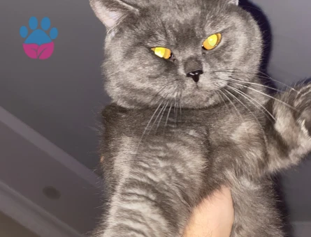 AYICIK YÜZLÜ PELUŞ TÜYLÜ KİKO