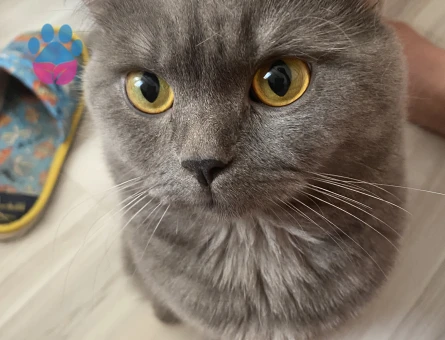 AYICIK YÜZLÜ PELUŞ TÜYLÜ KİKO