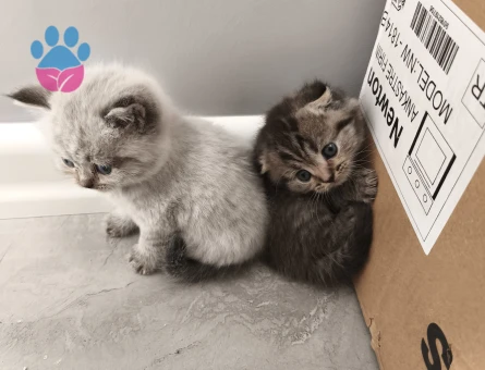 Yalova Yavru Cins Kedi Orjinal Makul