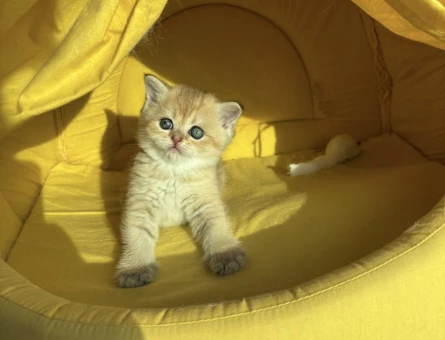 British shorthair gold yavrularımız yeni yuvalarını bekliyor