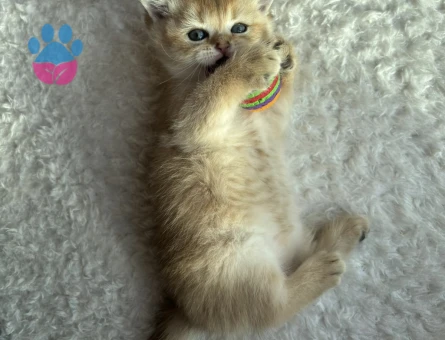 British shorthair gold yavrularımız yeni yuvalarını bekliyor