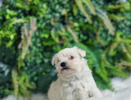 0 Numara Maltese Terrier Dişi ve Erkek Yavrularımız