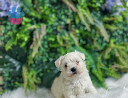 0 numara maltese terrier dişi ve erkek yavrularımız