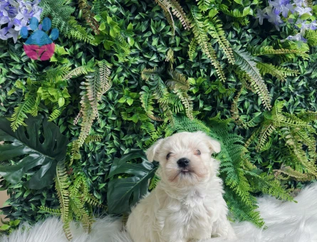 0 Numara Maltese Terrier Dişi ve Erkek Yavrular