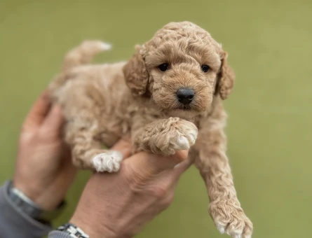 Maltipoo 0 Numara Muhteşem 2 Aylık Yavrumuz