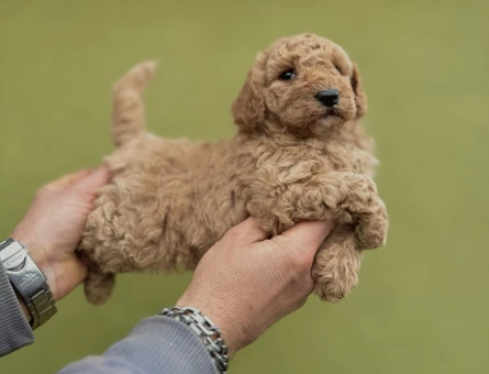 Toy Poodle 0 Numara Orijinal Yavrular