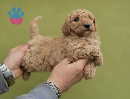 Toy Poodle 0 Numara 2 Aylık Yavrularımız