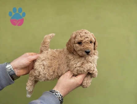 Toy Poodle 0 Numara 2 Aylık Yavrularımız