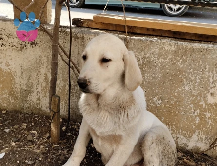 British Shorthair 5 Aylık Erkek