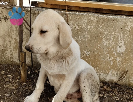British Shorthair 5 Aylık Erkek