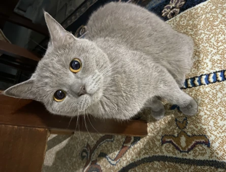 British Shorthair 5 Aylık