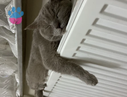 British Shorthair 5 Aylık