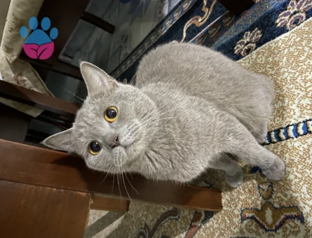 British Shorthair 5 Aylık