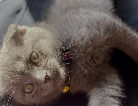 Scottish Fold 2 Aylık