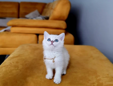 Safkan Orijinal Yavrular 2 Aylık