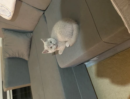 Yavru British Shorthair 6 Aylık