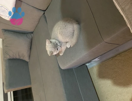 Yavru British Shorthair 6 Aylık