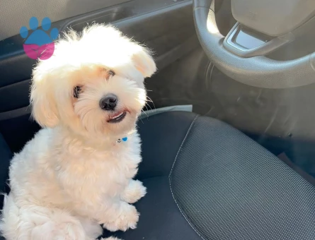Maltese Terrier 2 Yaşında Eş Arıyor