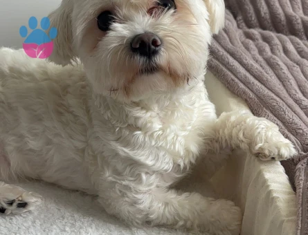 Maltese Terrier 2 Yaşında Eş Arıyor
