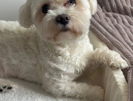 Maltese Terrier 2 Yaşında Eş Arıyor - 118983915