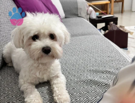 Maltese Terrier 2 Yaşında Eş Arıyor