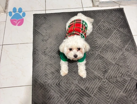 Maltese Terrier 2 Yaşında Eş Arıyor