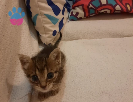Acil yuva ariyoruz Erkek 3 haftalik kedi