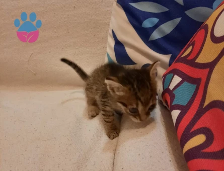 Acil yuva ariyoruz Erkek 3 haftalik kedi