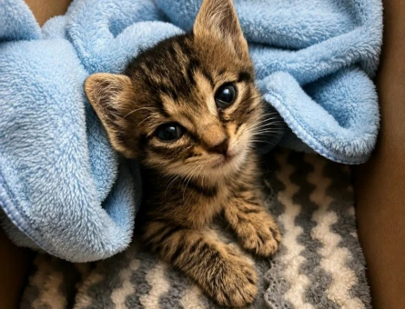 Acil yuva ariyoruz Erkek 3 haftalik kedi