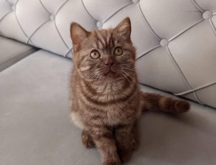 3 aylık british shorthair yavrularımız