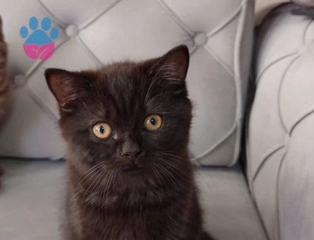 3 aylık british shorthair yavrularımız