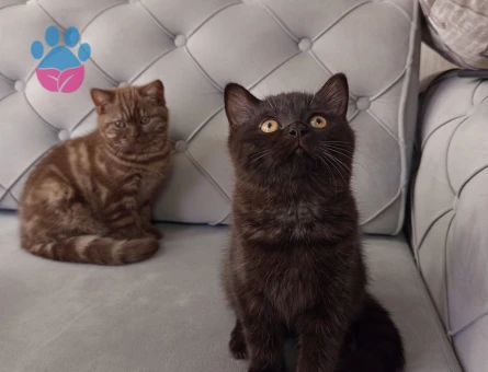 3 aylık british shorthair yavrularımız