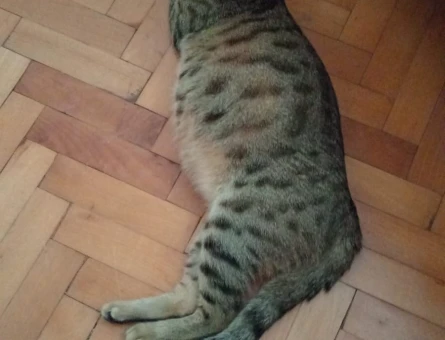 Tekir hamile kedi