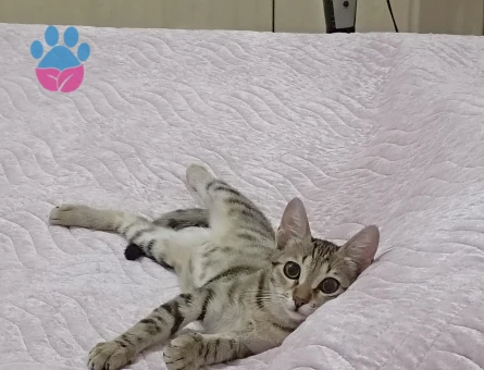 Tekir hamile kedi
