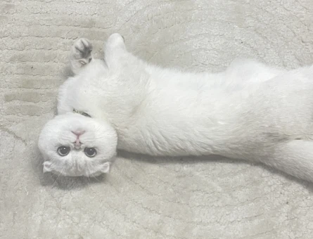 Yavru scottish fold safkan dişi kedi